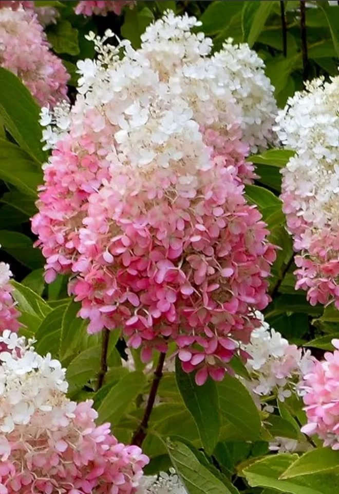 Vanilla Strawberry Hydrangea