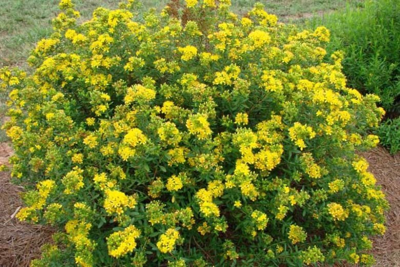 St. John's Wort
