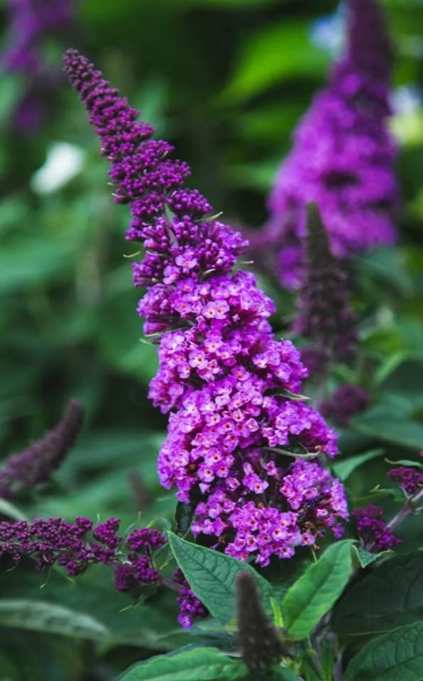 Pugster Collection Butterfly Bush