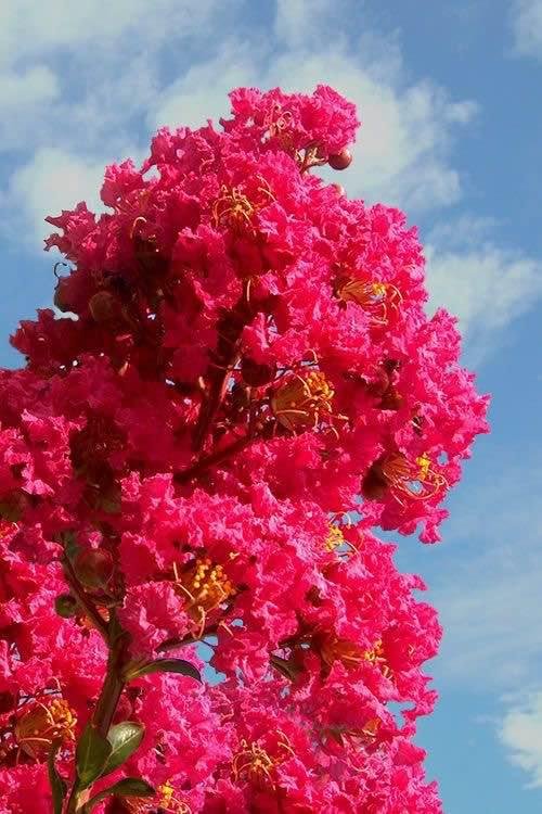 Tuscarora Crape Myrtle Tree