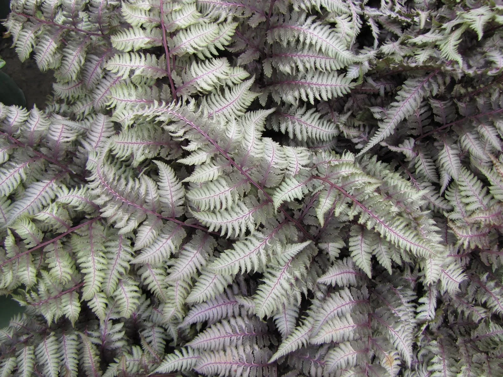 Regal Red Japanese Fern
