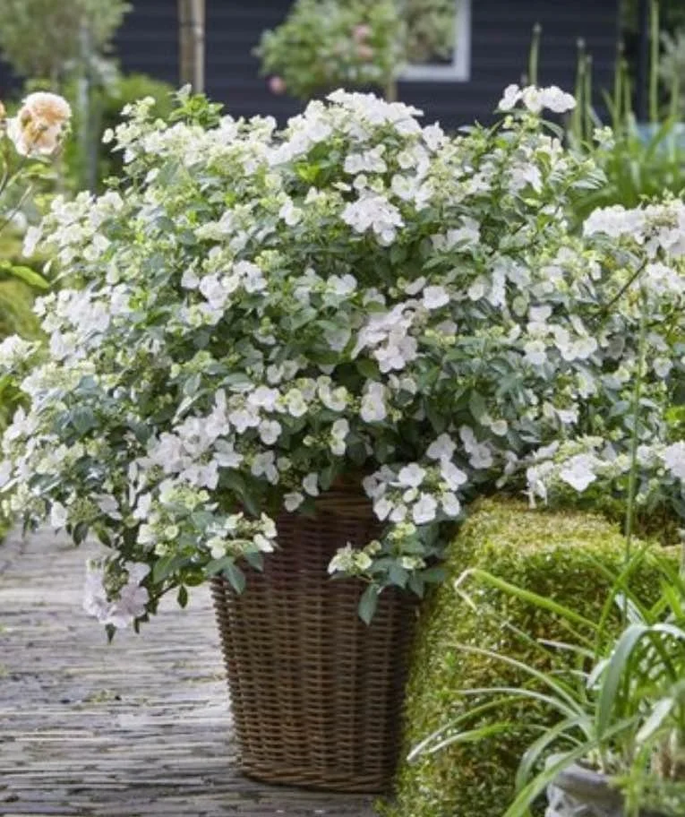 Fairytrail Bride hydrangea