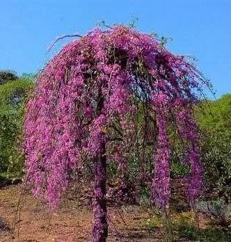 Redbud Tree