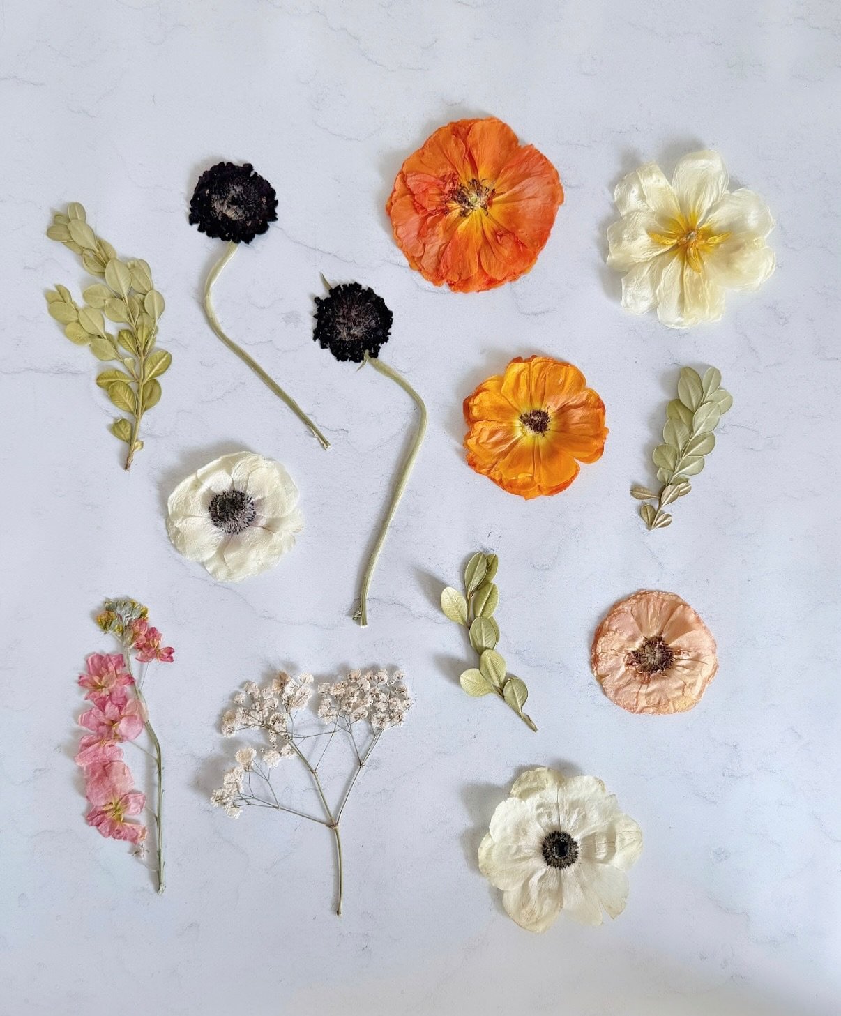 Some bright and beautiful pressed blooms 🧡