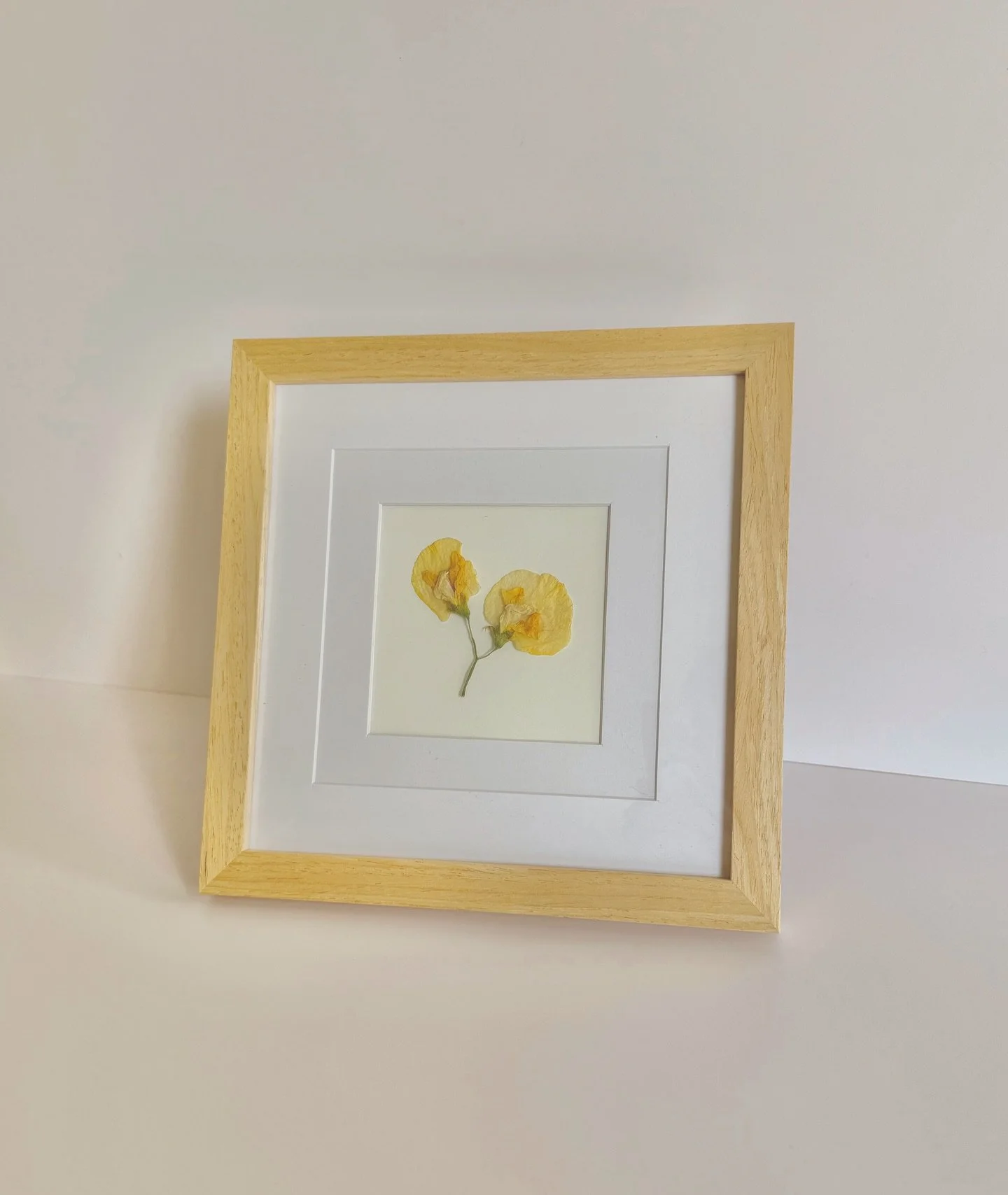 April is for sweet peas! The cutest birth flower! They are a symbol of good wishes, blissful pleasure, kindness, gratitude and friendship💛

I read that in France they are a traditional gift for brides on their wedding days, meant to bring them good 