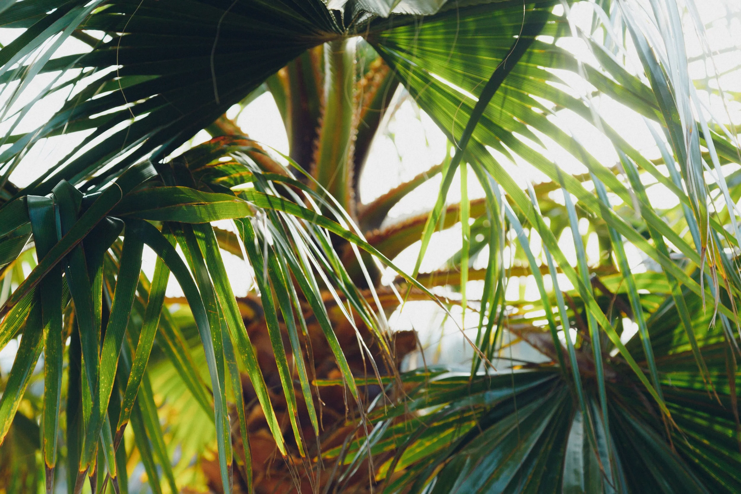 1as Buddhy-Raiz do ser-45.JPG