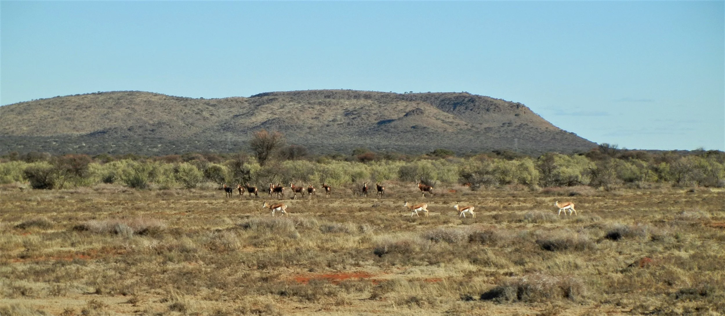Damned Springbuck! — Hutson Heritage | Bird Dog Training & Outdoor ...