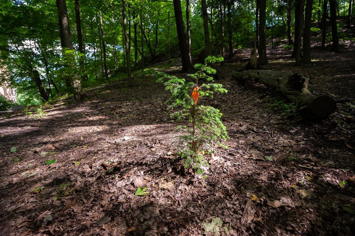 Planting local: In major shift, Toronto requires some developers to source native plants from local seeds
