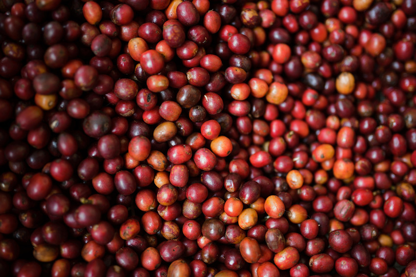 Mountain Harvest Coffee Cherries.png