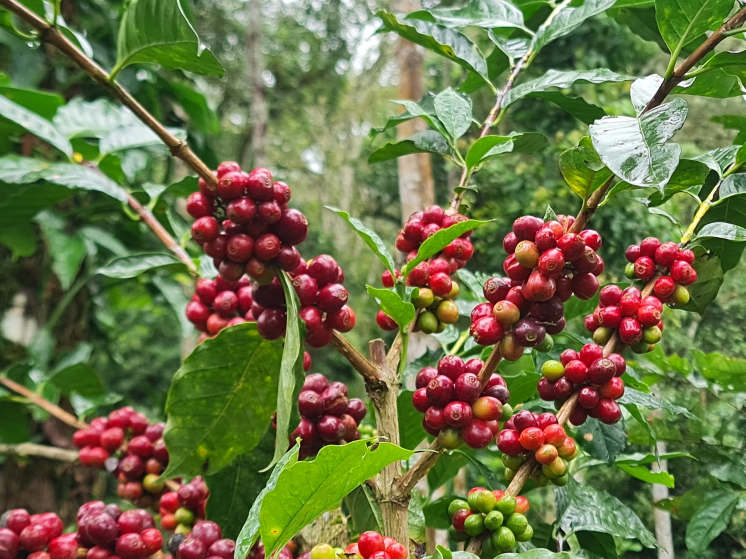 Planta Café Maduro.jpeg