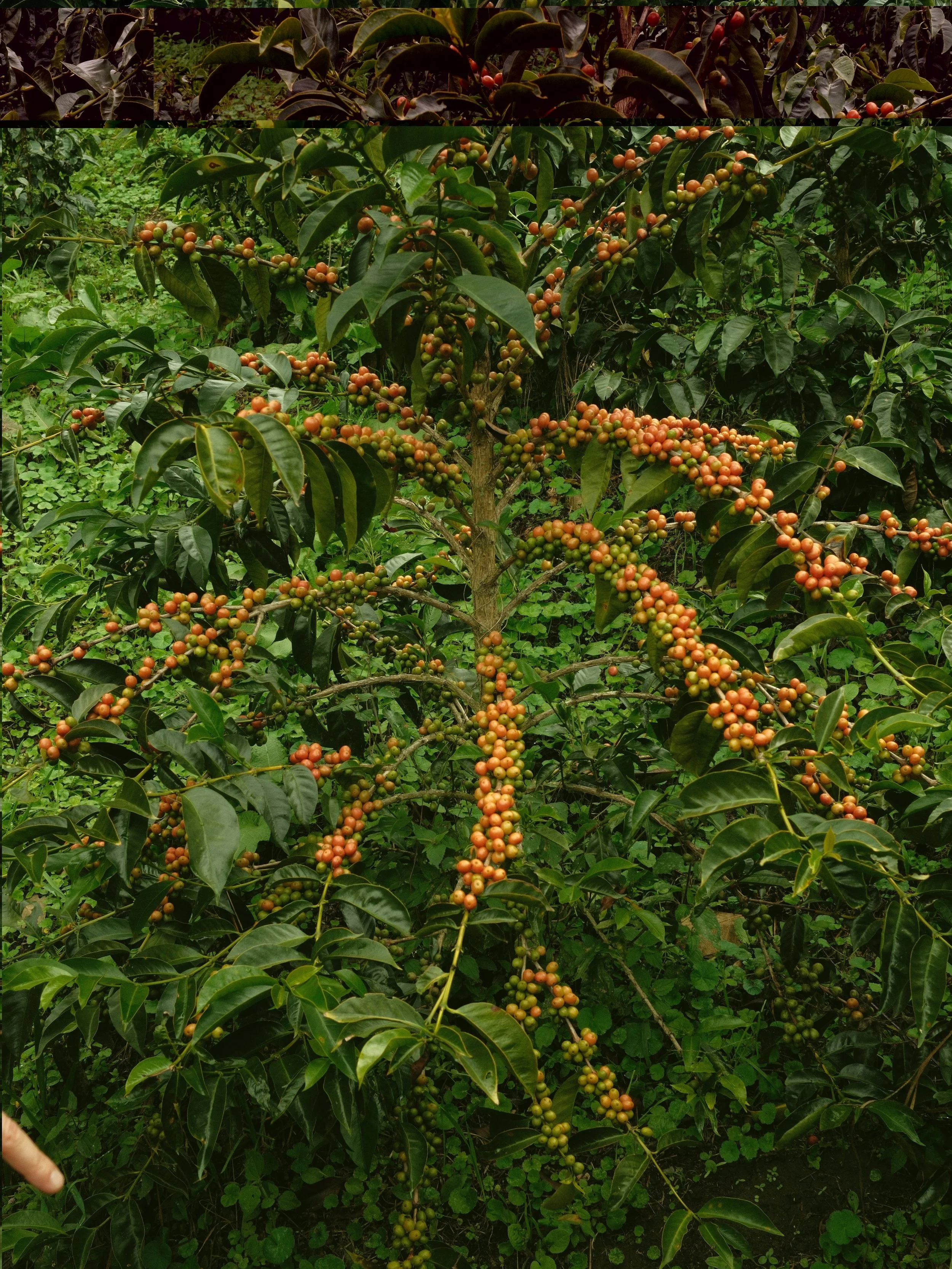 2026.01.28 Apex Cupping-3.jpg