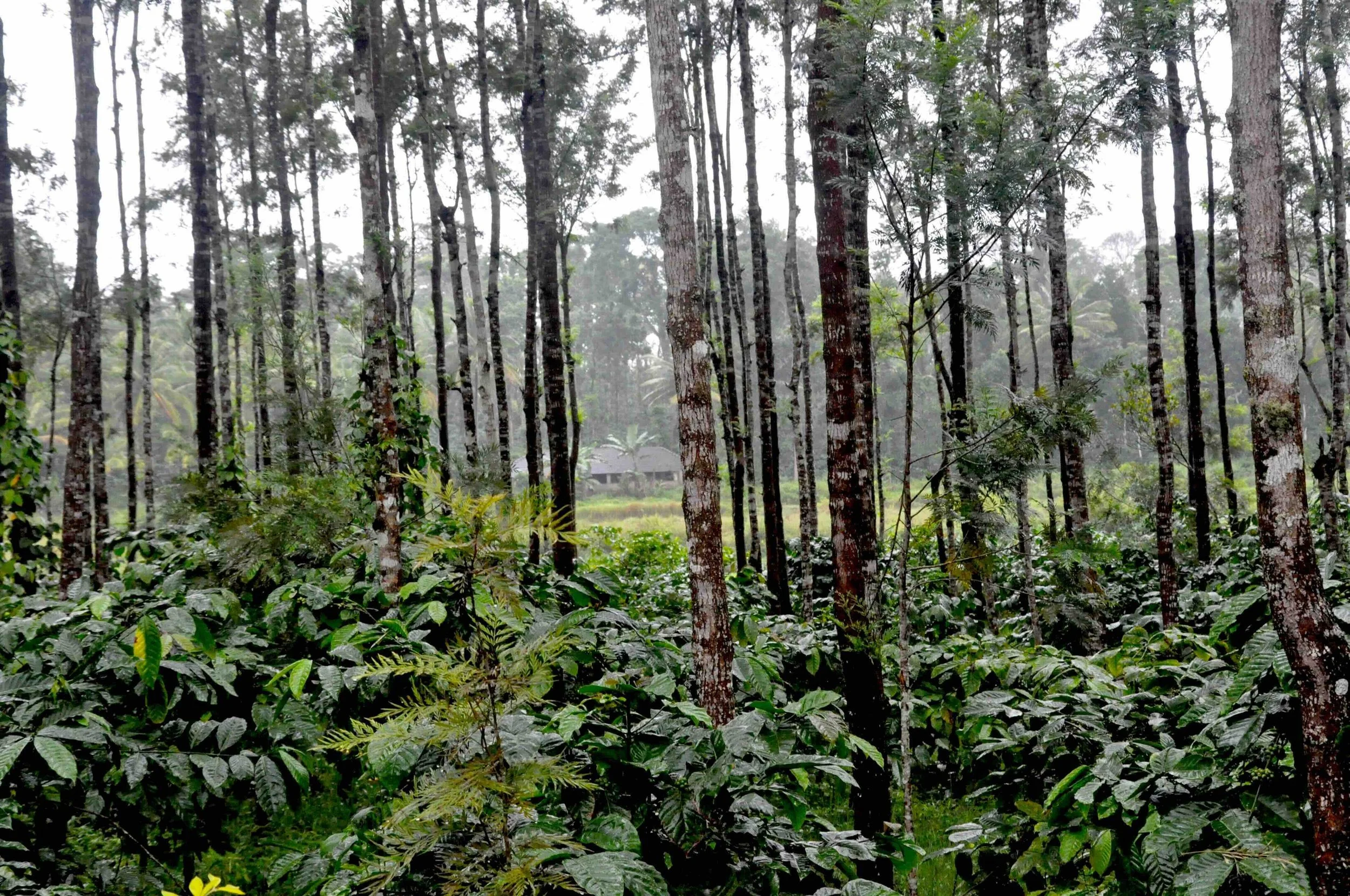 Pambukal Estate 002.jpeg