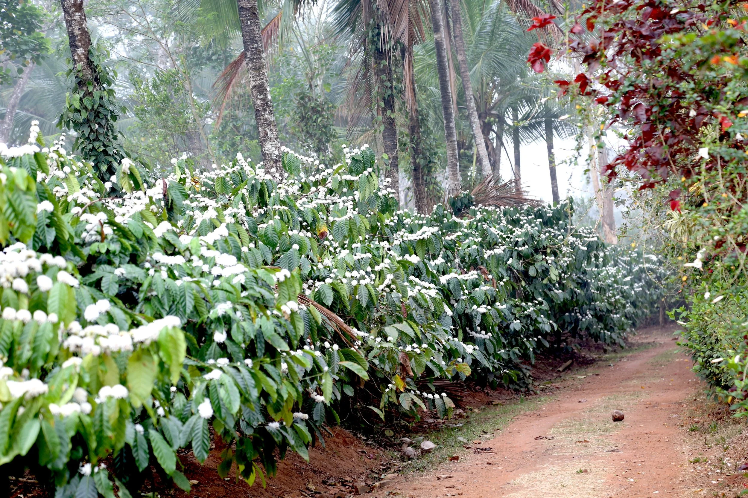 VPG Estate - Path.JPG