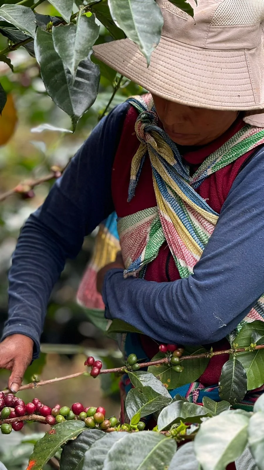 Marly Palomino 4.JPG