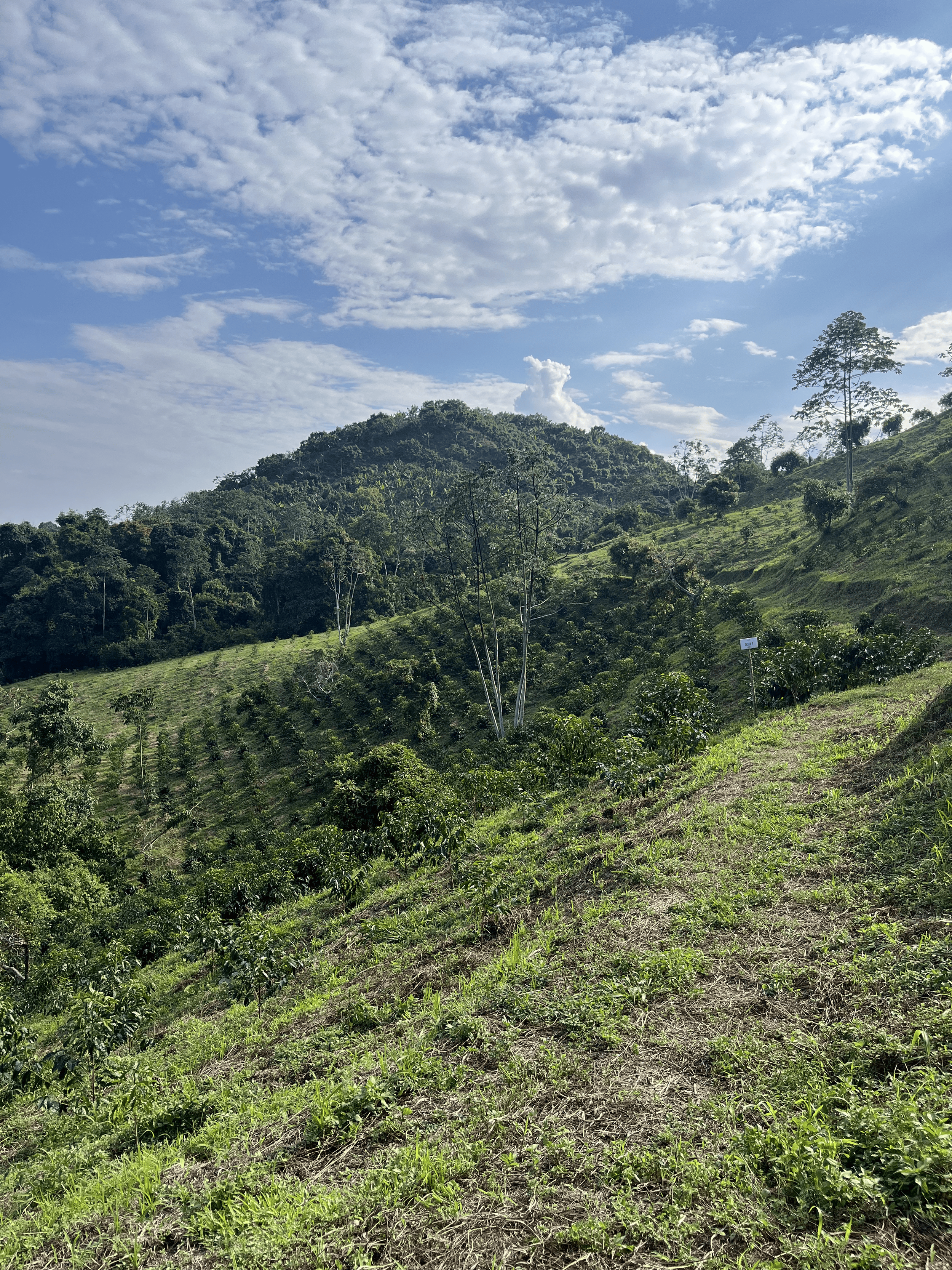 2026.04.09 Forest-1.png