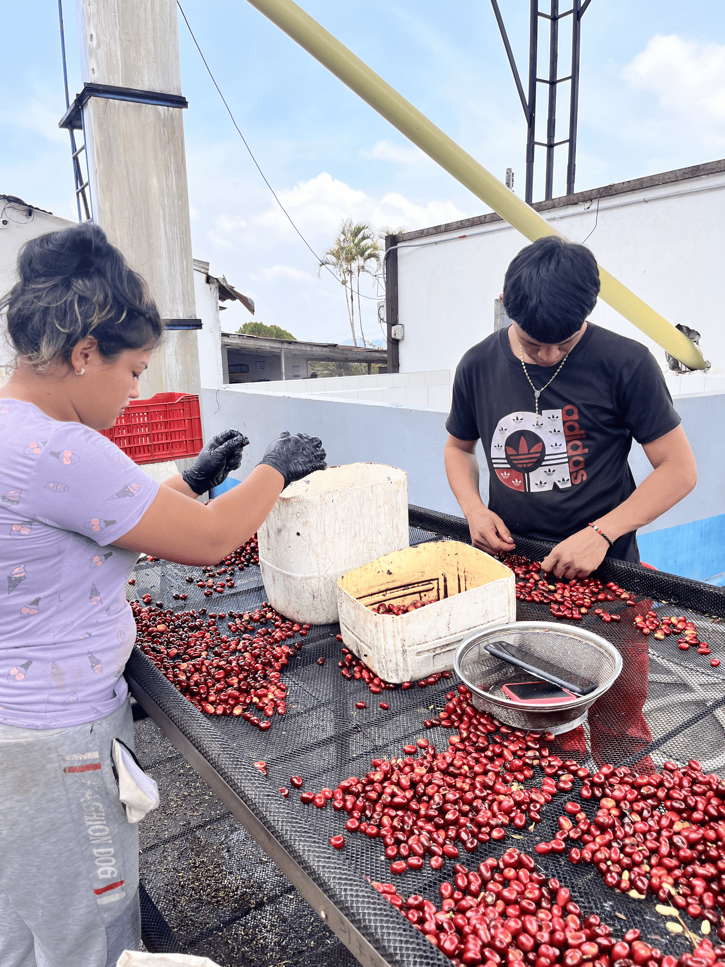 2026.04.09 Forest-2.png