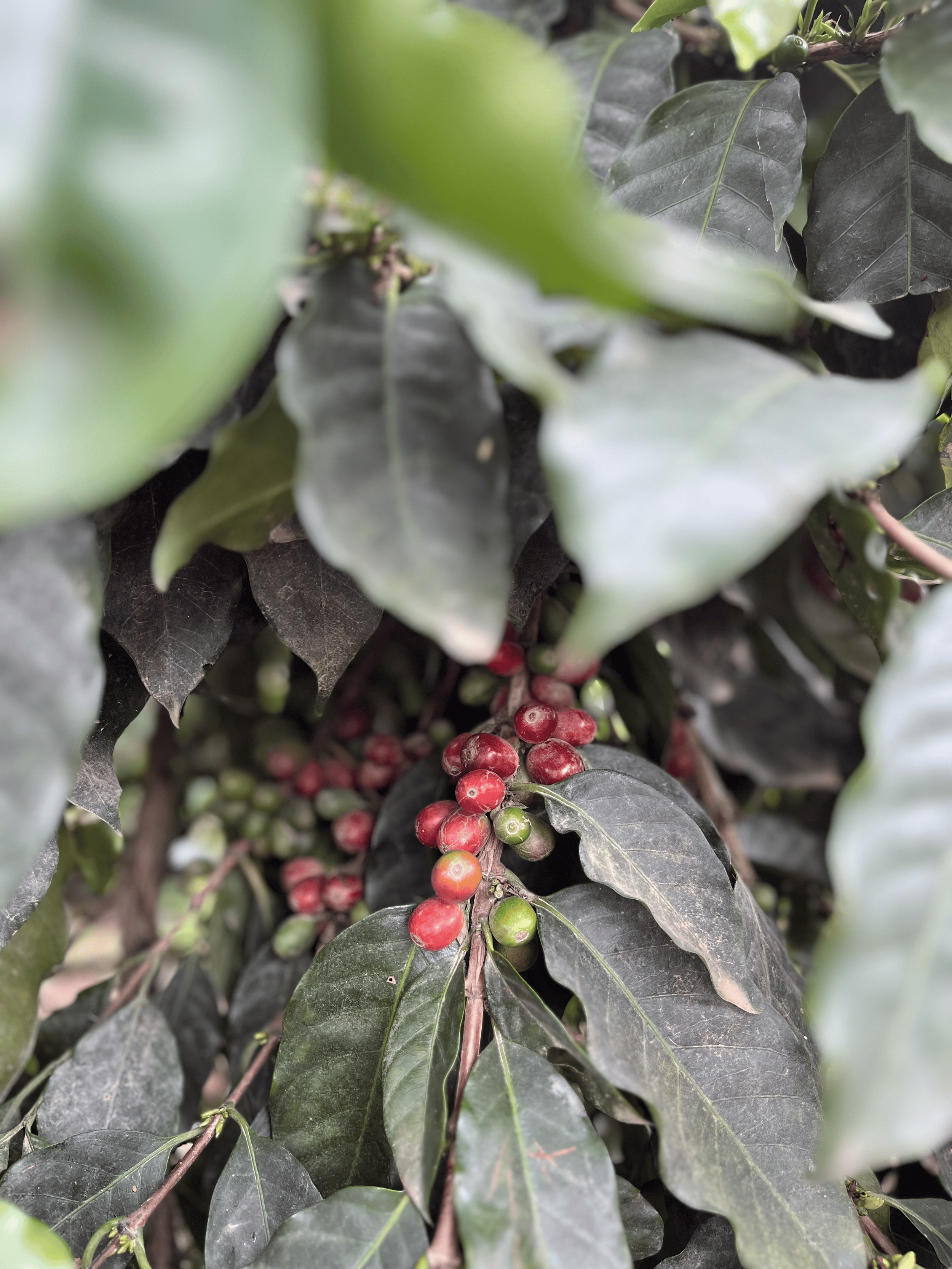 2026.04.09 Forest-3.png