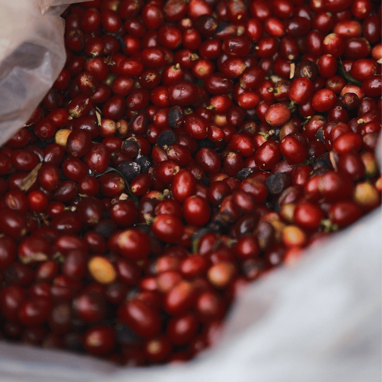 2026.09.10 Forest Cupping (4).png