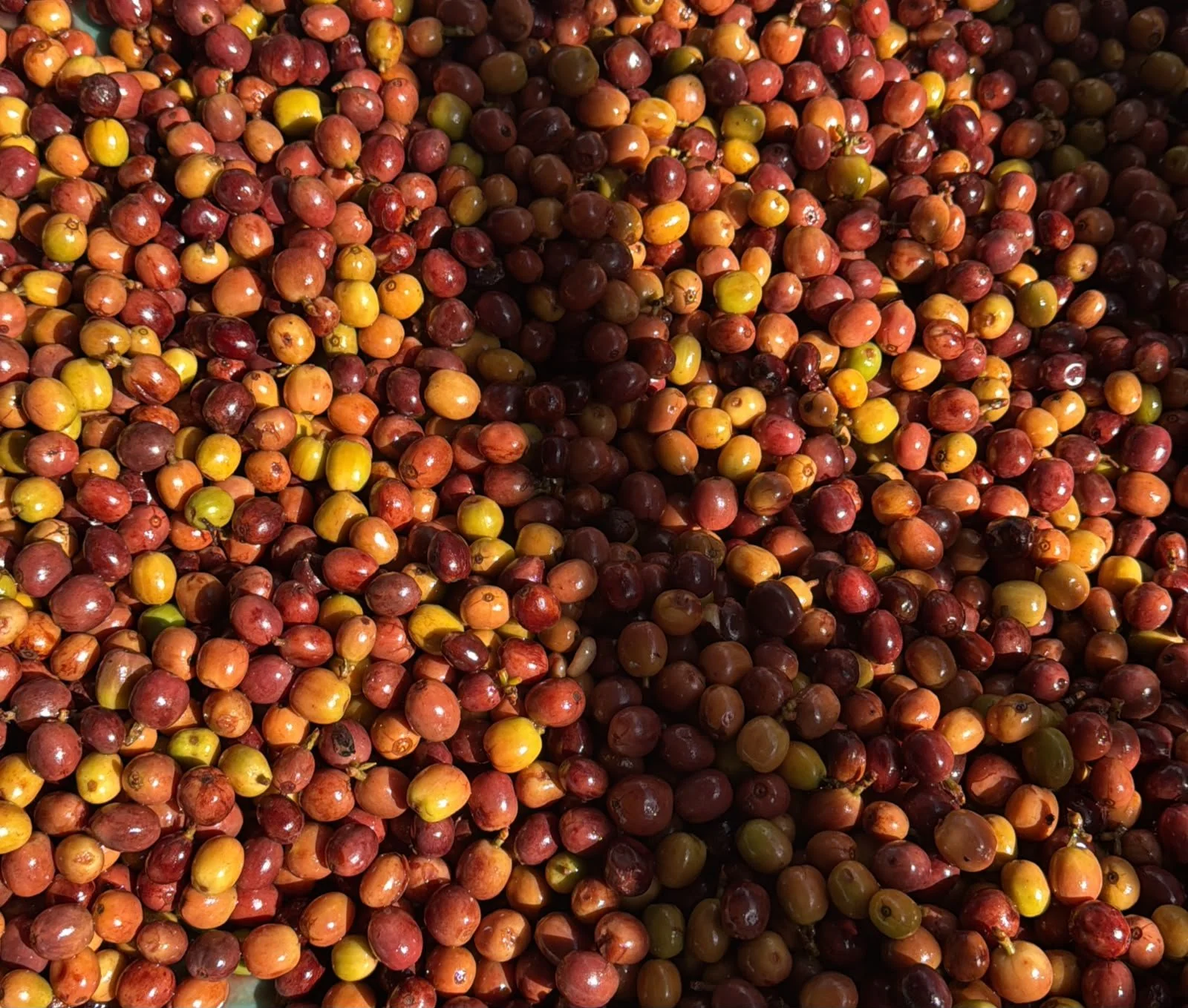 Carbonic maceration before drying process.jpeg