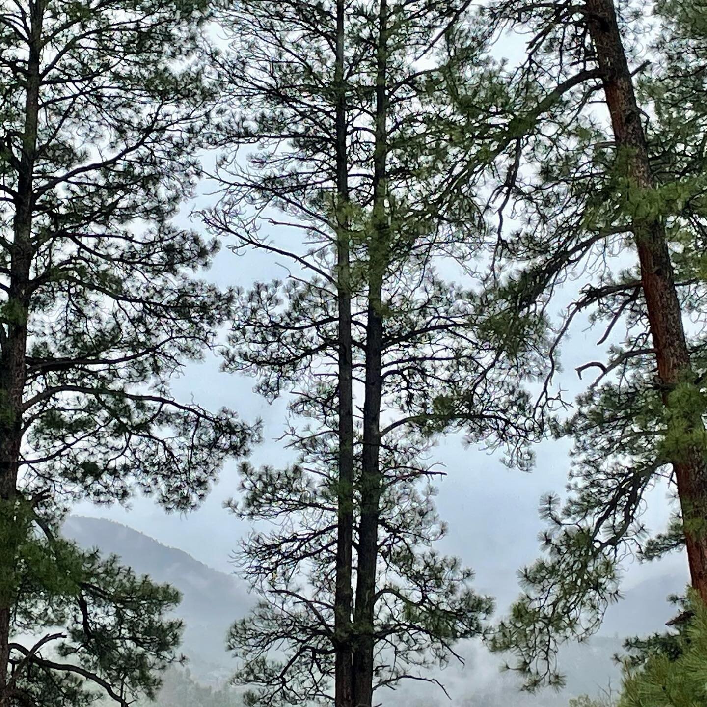 Rain on #blueriverranch snow in surrounding mountains 🏔 2000ft higher. Everything&rsquo;s getting green n growing like crazy. #herecomestherain #blueriver #serenitynow #howdoesyourgardengrow