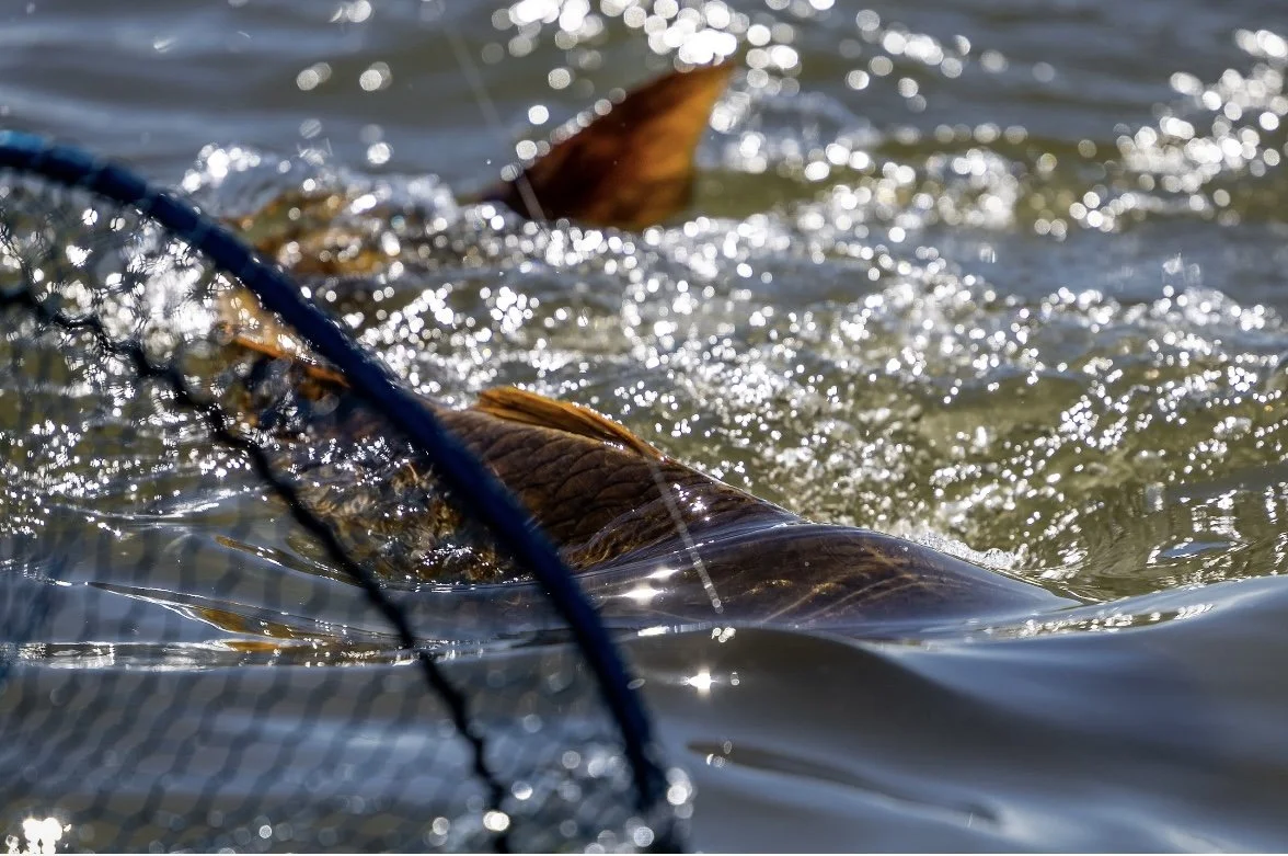 A Bull Red makes it in the net on Travel Creel's Venice adventure!