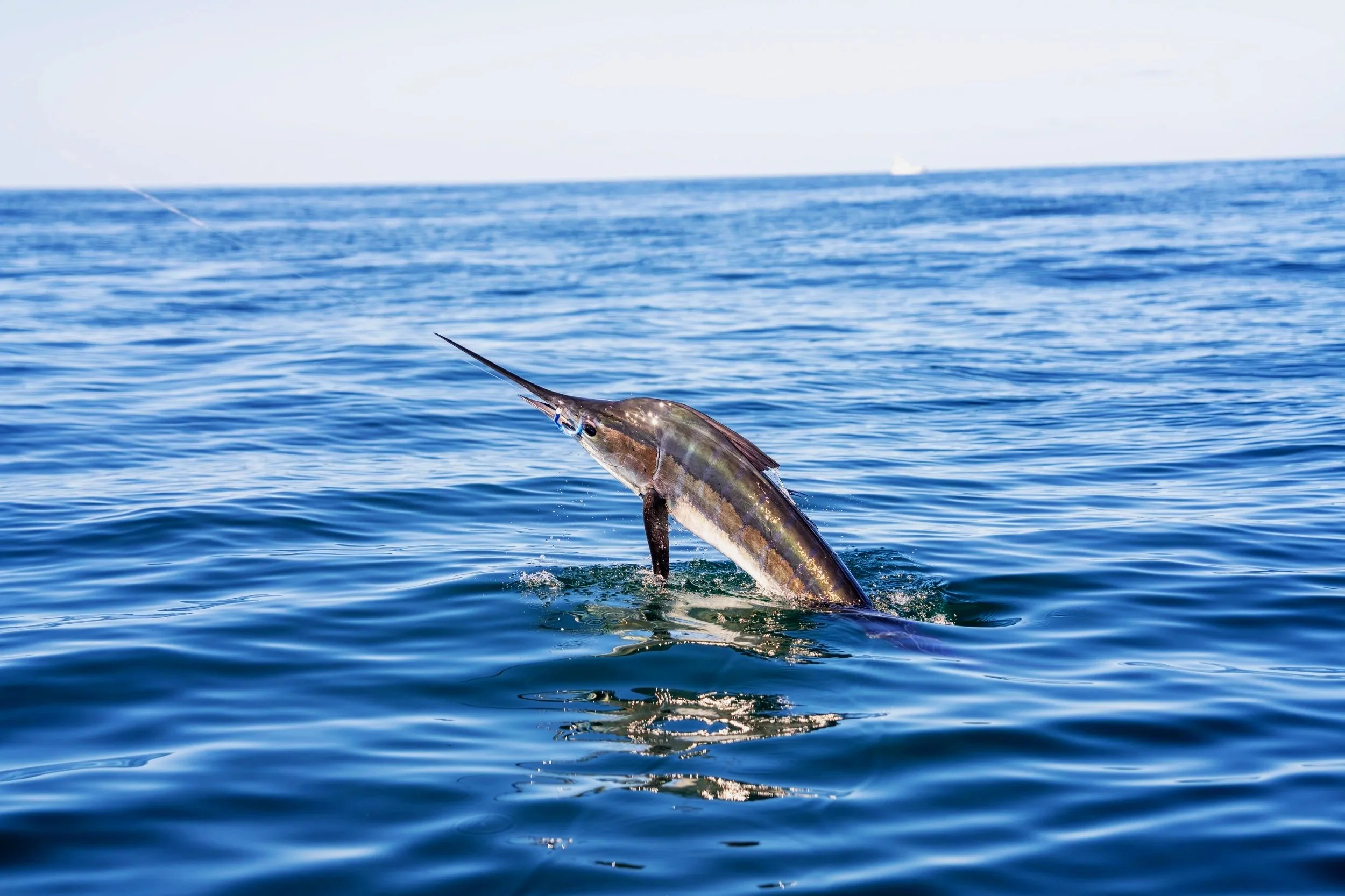 A Striped Marlin is on the hook in Magdalena Bay, Baja by an angler on Travel Creel's annual Striped Marlin adventure. The stripes light up electric blue when they get excited, and are visible in the image.