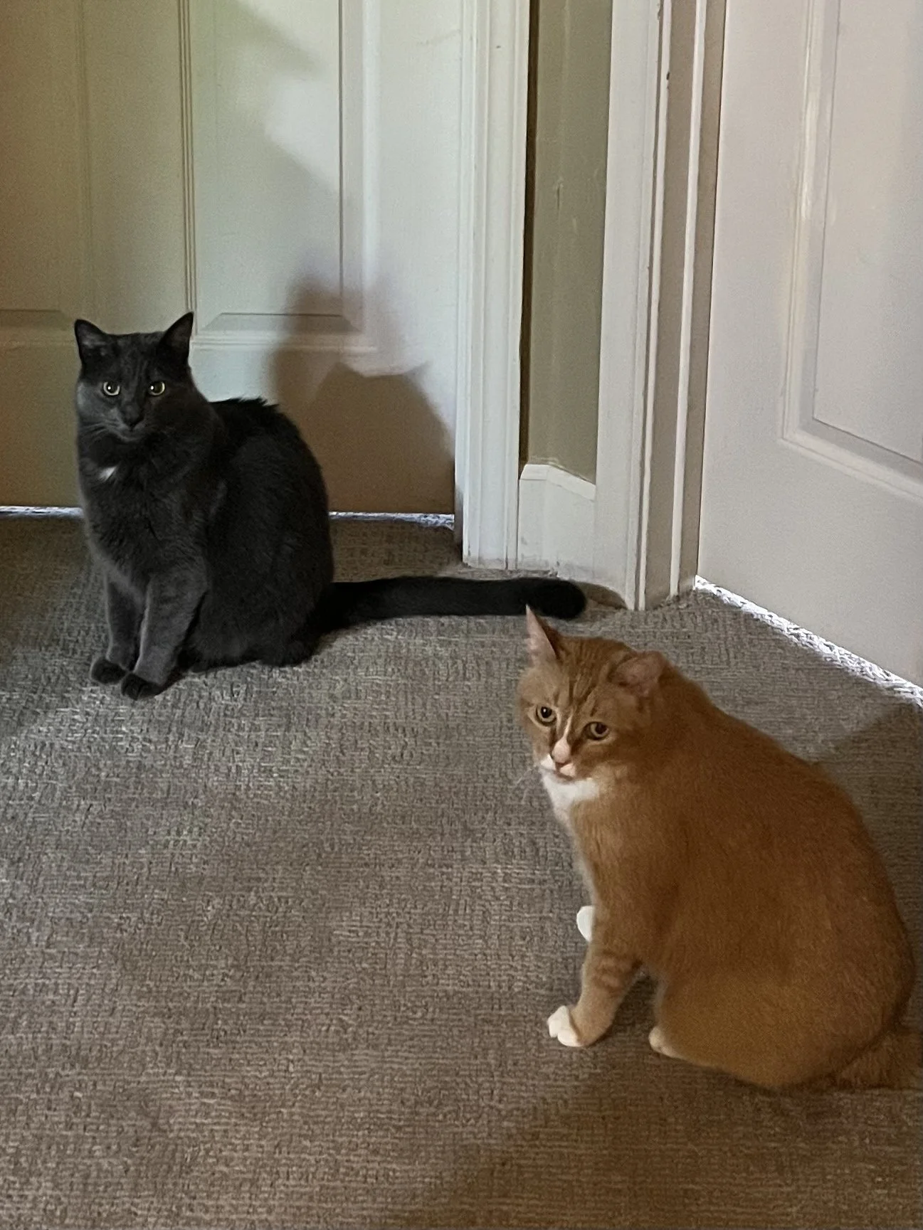 Yentl, a ginger cat, in foreground and Zeno, a dark grey cat, behind her.