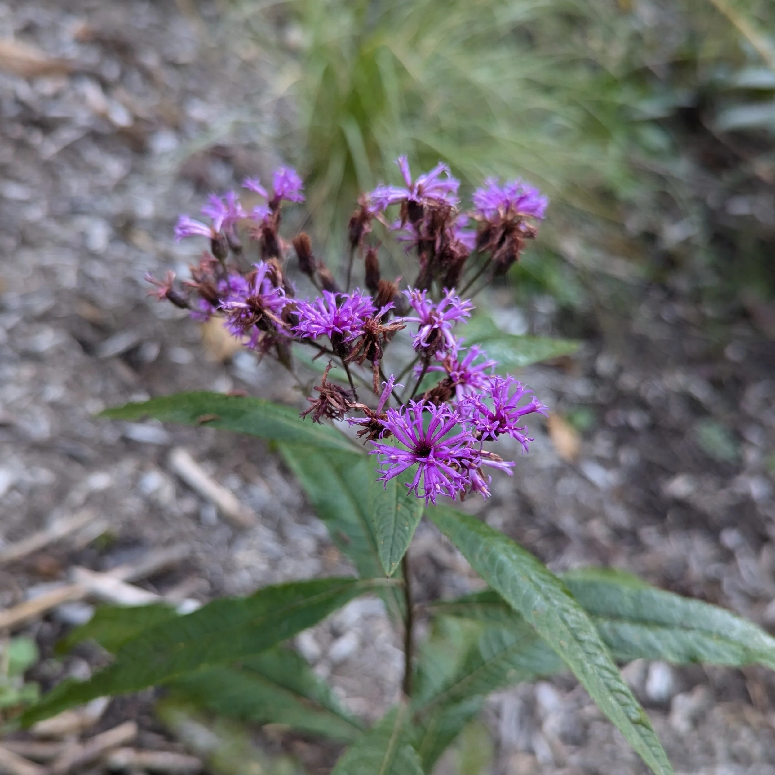 vernonia flower.jpg