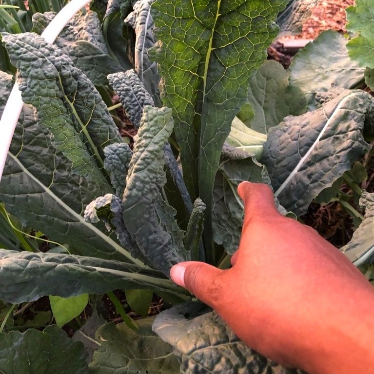 Get More From Your Garden: What to Plant in August