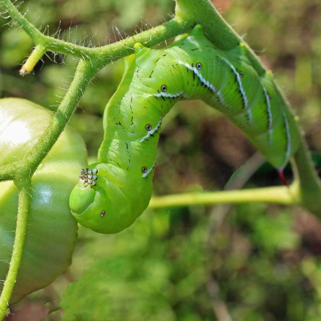 Managing Pests in the Garden: Identification and Organic Controls