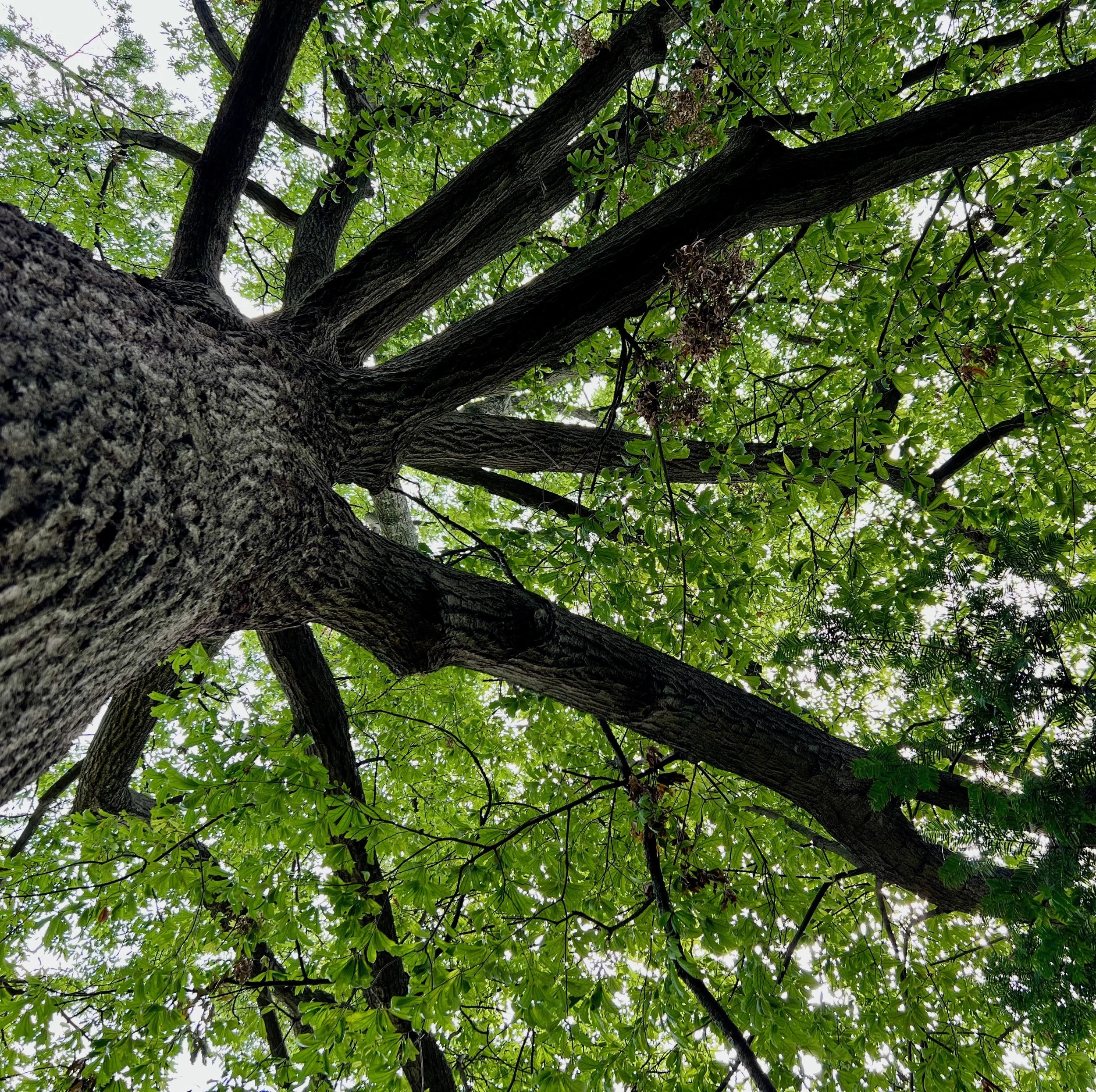 A Case for Being More Like the Trees