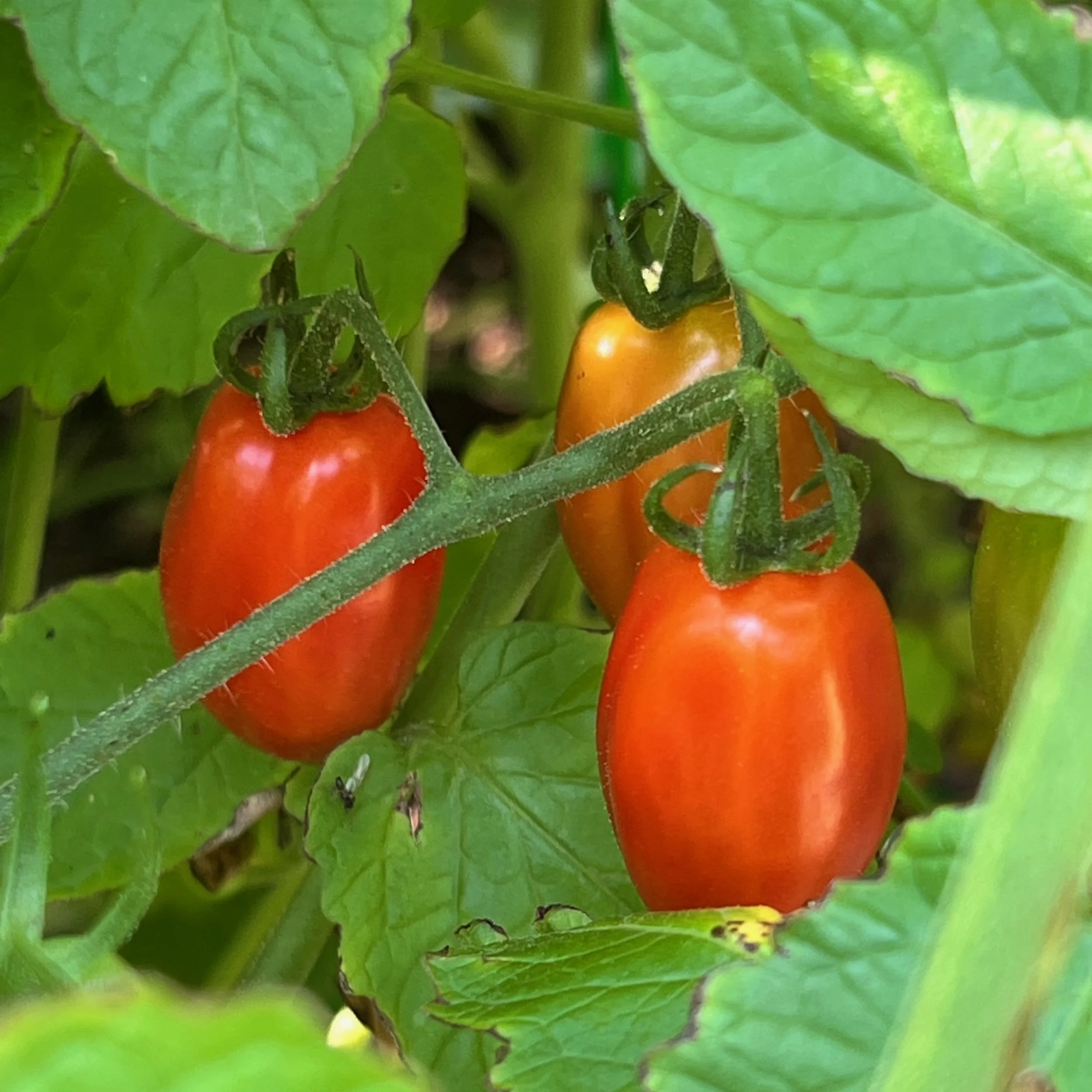 How to Save Tomato Seeds