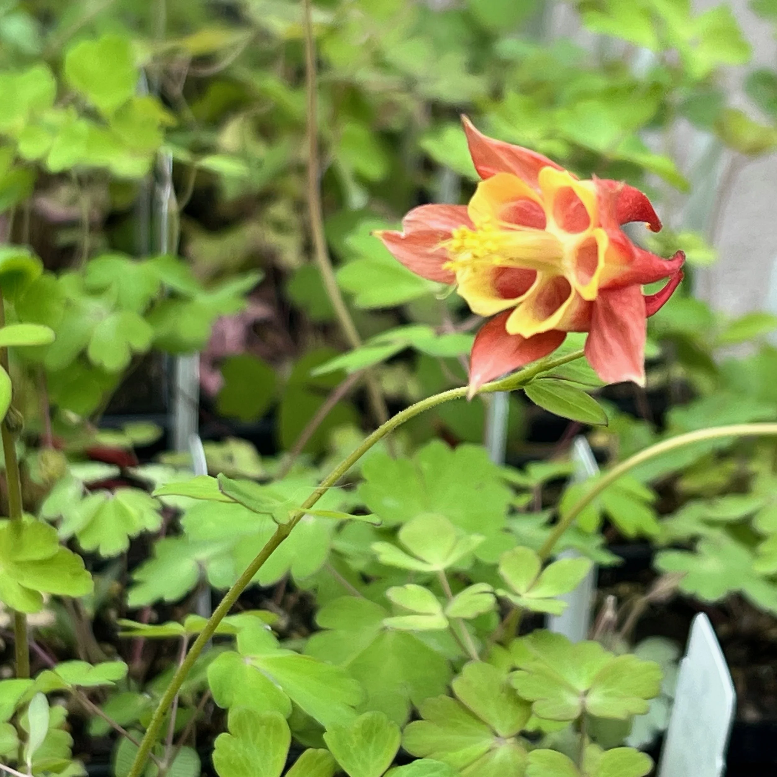 Why You’ll See More Natives Than Ever at THE Plant Sale