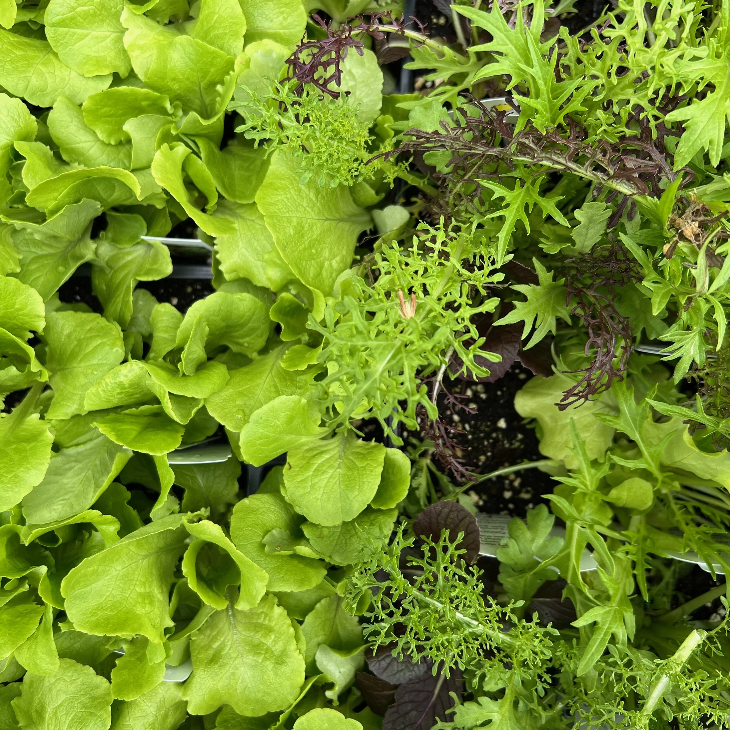 Growing Great Lettuce