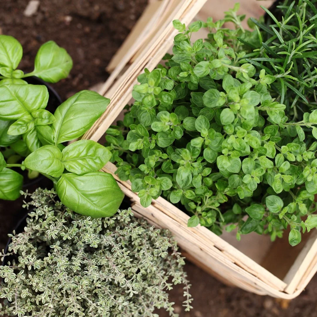 Essential Garden Herbs