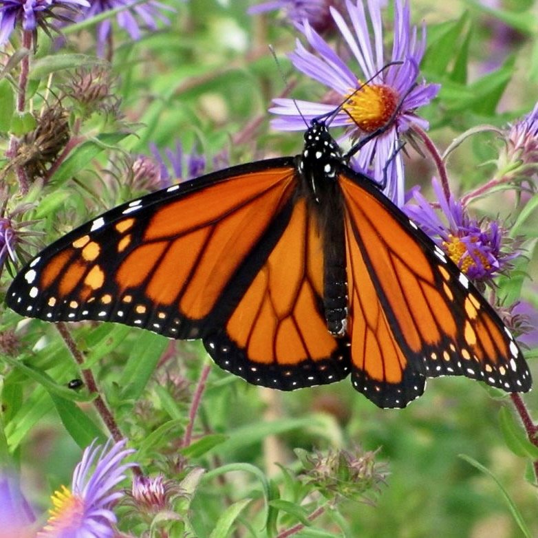 The Importance of Pocket Prairies in Southwest Ohio
