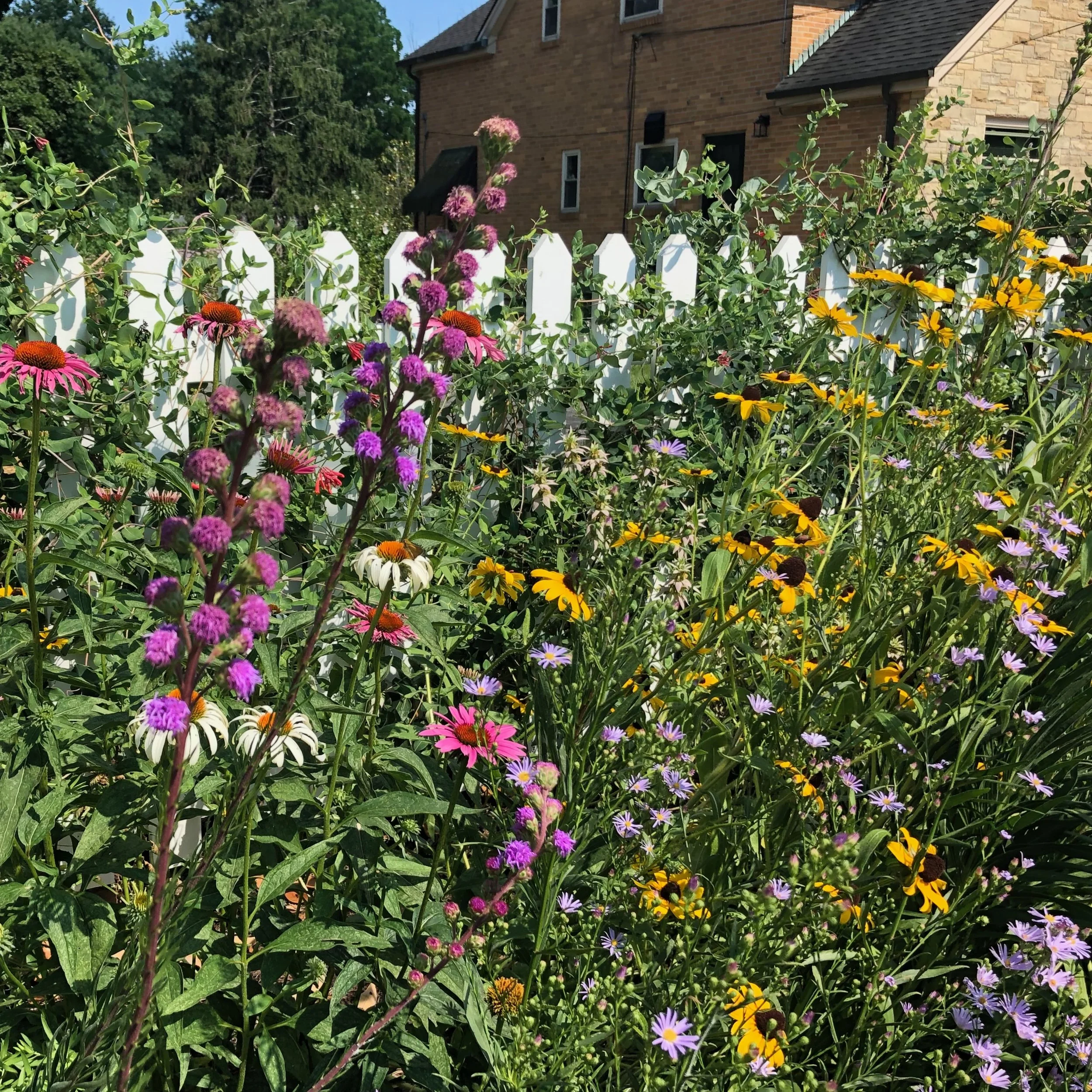 Spotlighting a Successful Suburban Native Plant Installation