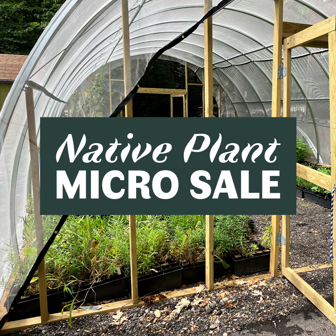 Native Plant Micro Sale