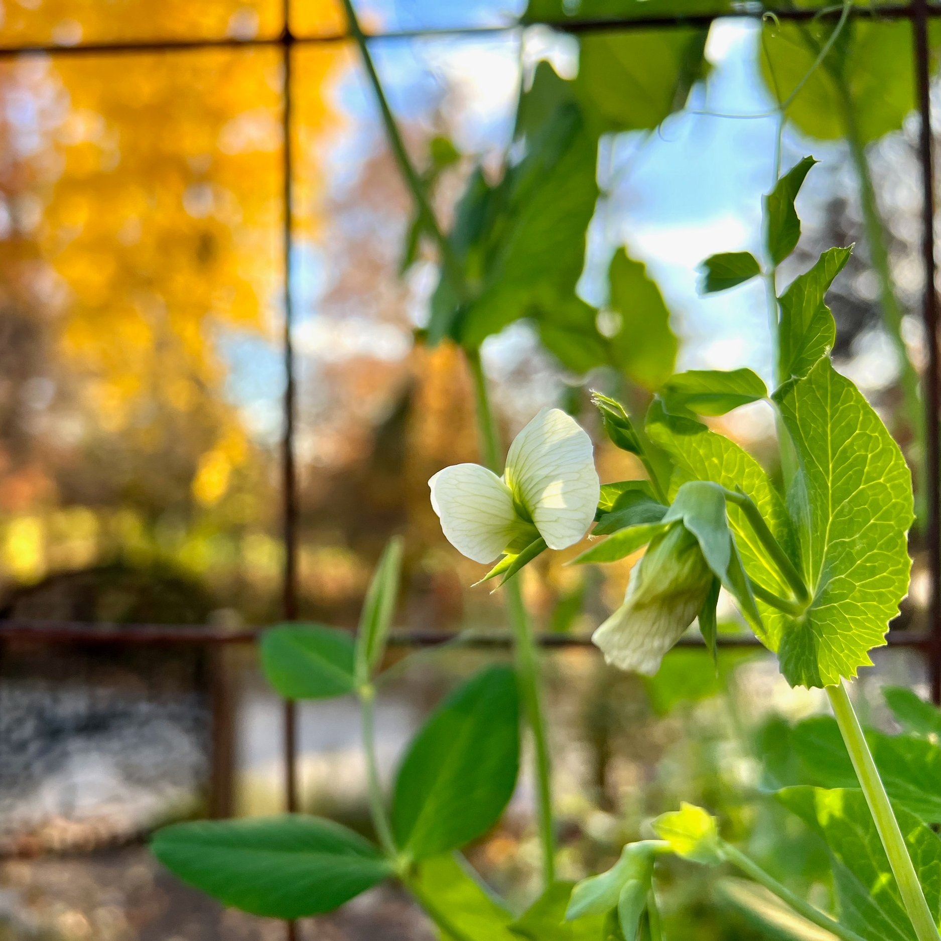 CGC Updates: Fall 2023