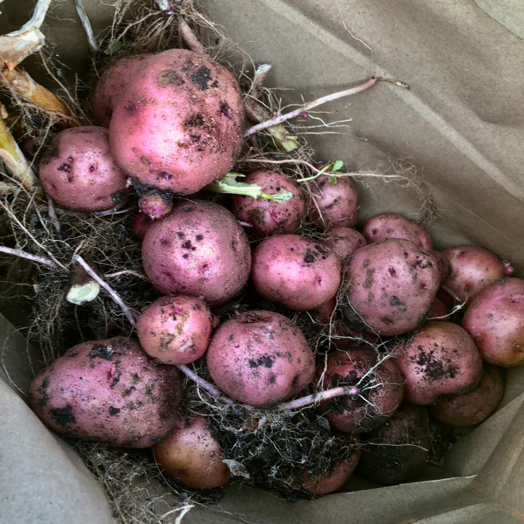 Determinate or Indeterminate…Potatoes?