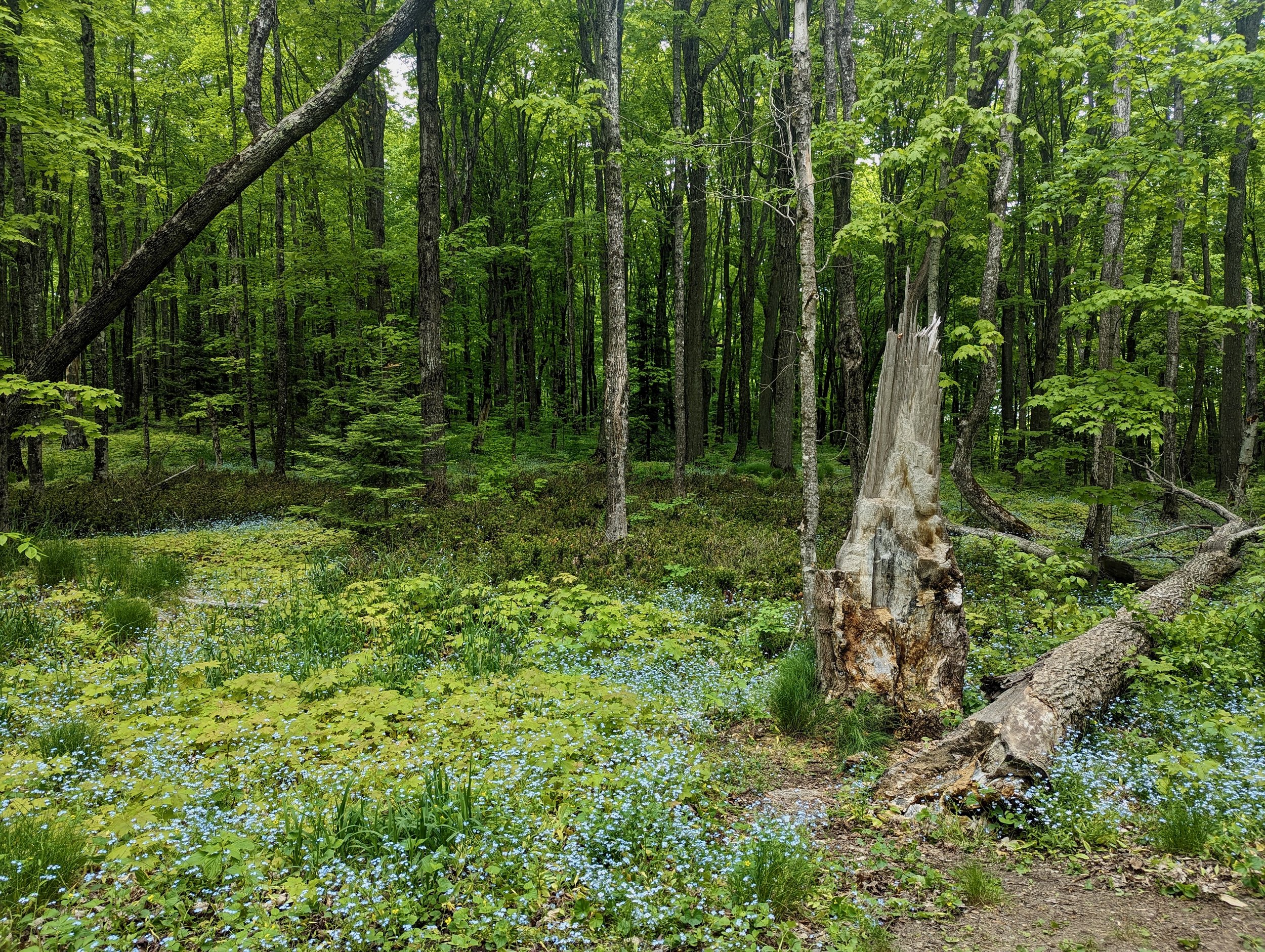 forest floor.jpeg