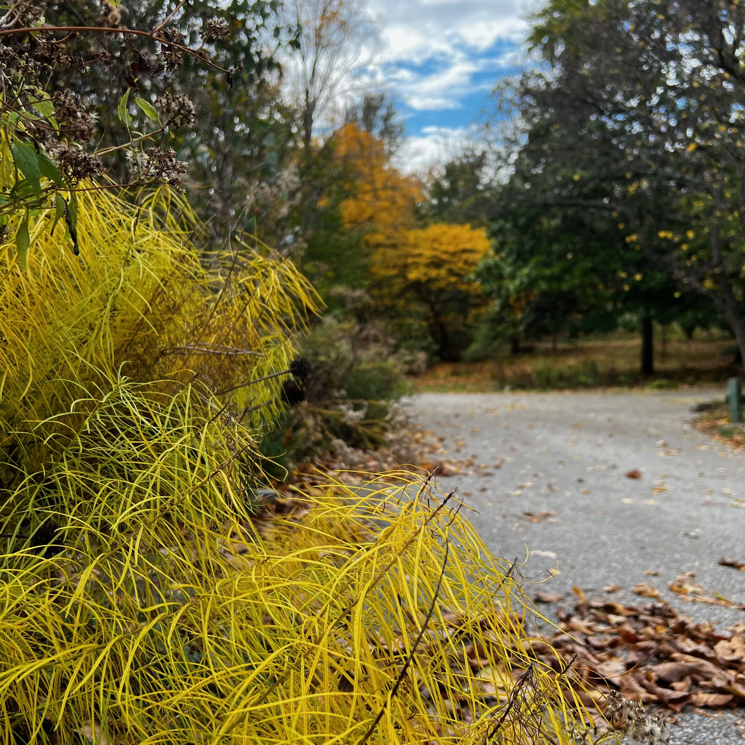 CGC Updates: Fall 2024