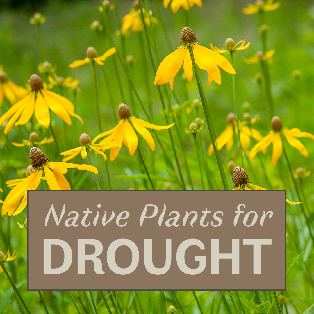 Native Plants for Drought