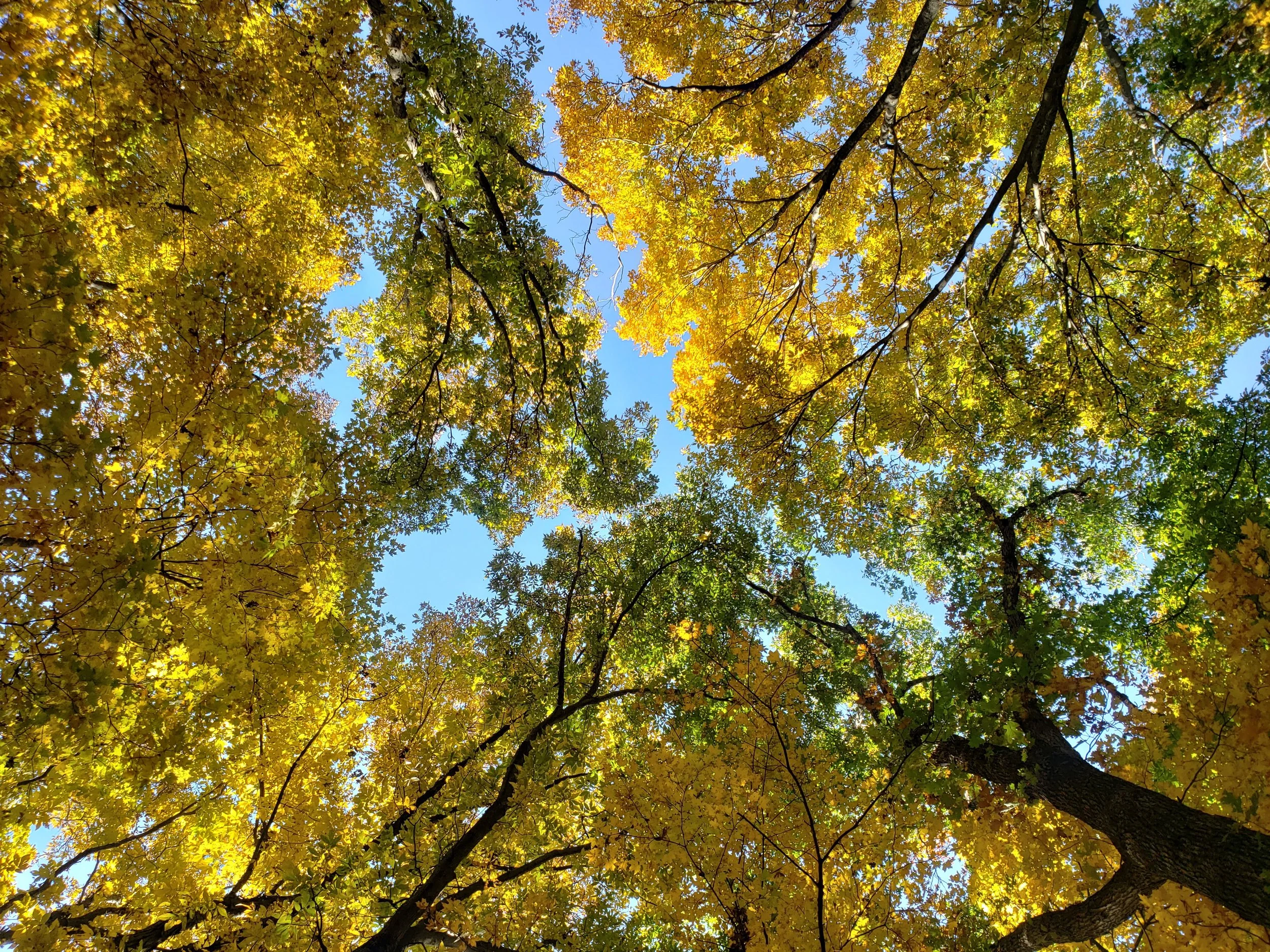 fall trees.jpeg