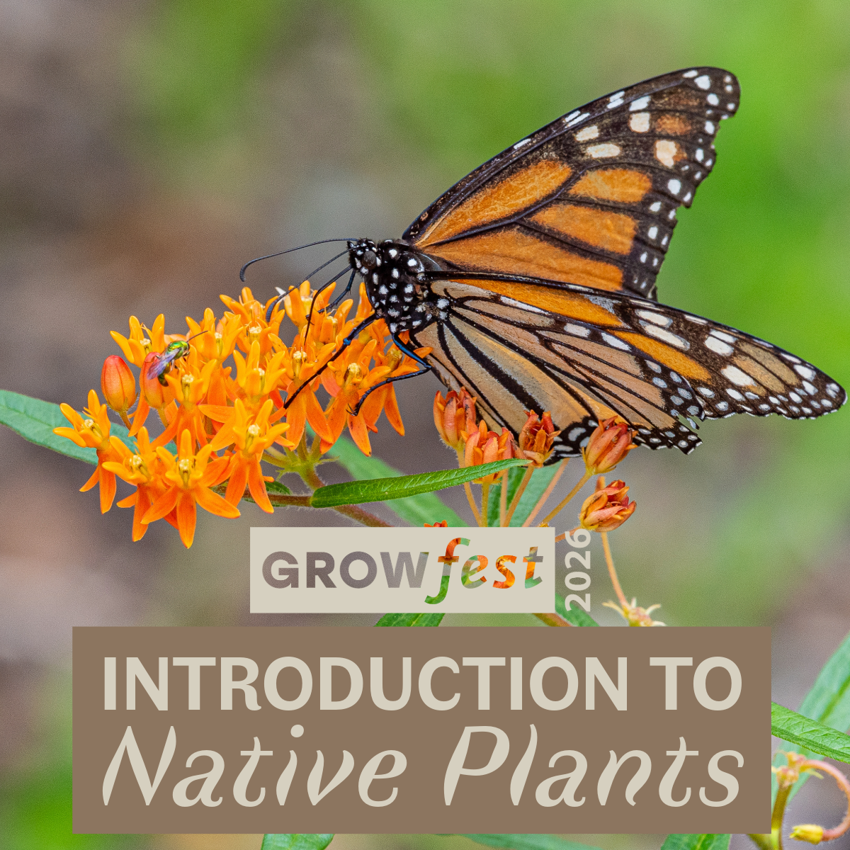 GrowFest 2026: Introduction to Native Plants