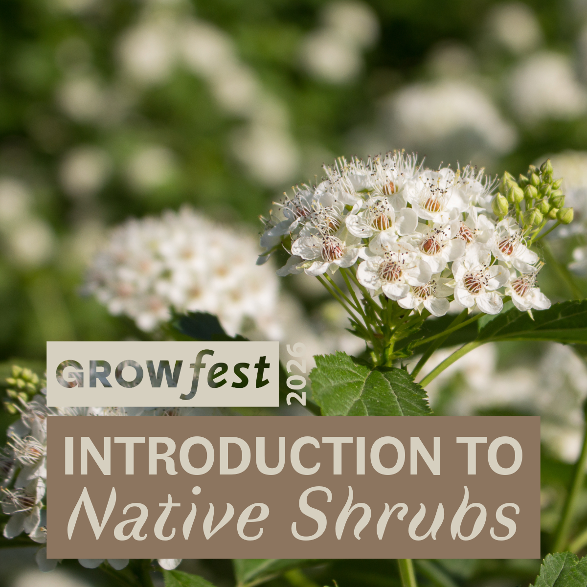 GrowFest 2026: Introduction to Native Shrubs