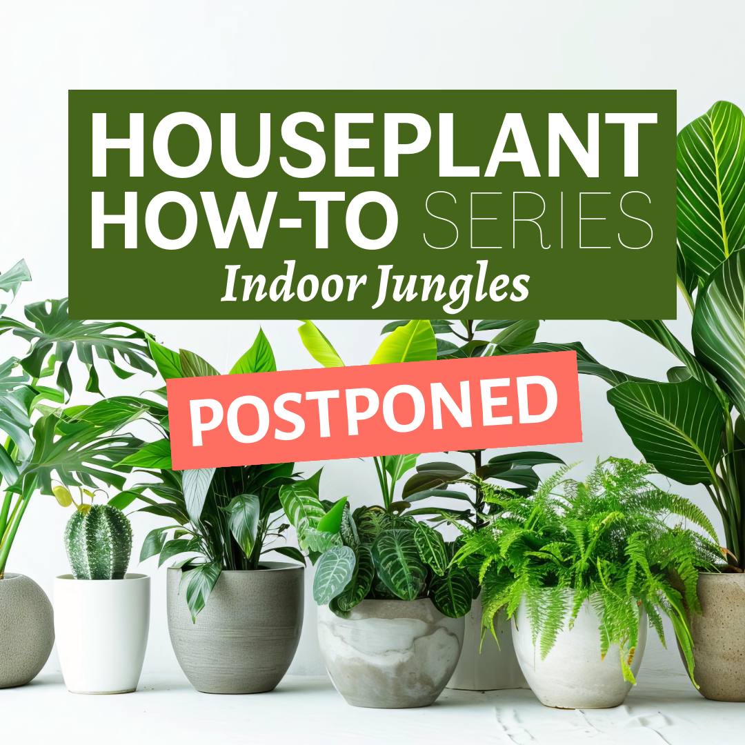 POSTPONED - Houseplant How-To: Indoor Jungle