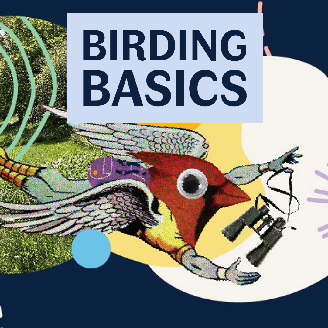 Birding Basics with the CHPL Bird Nerds