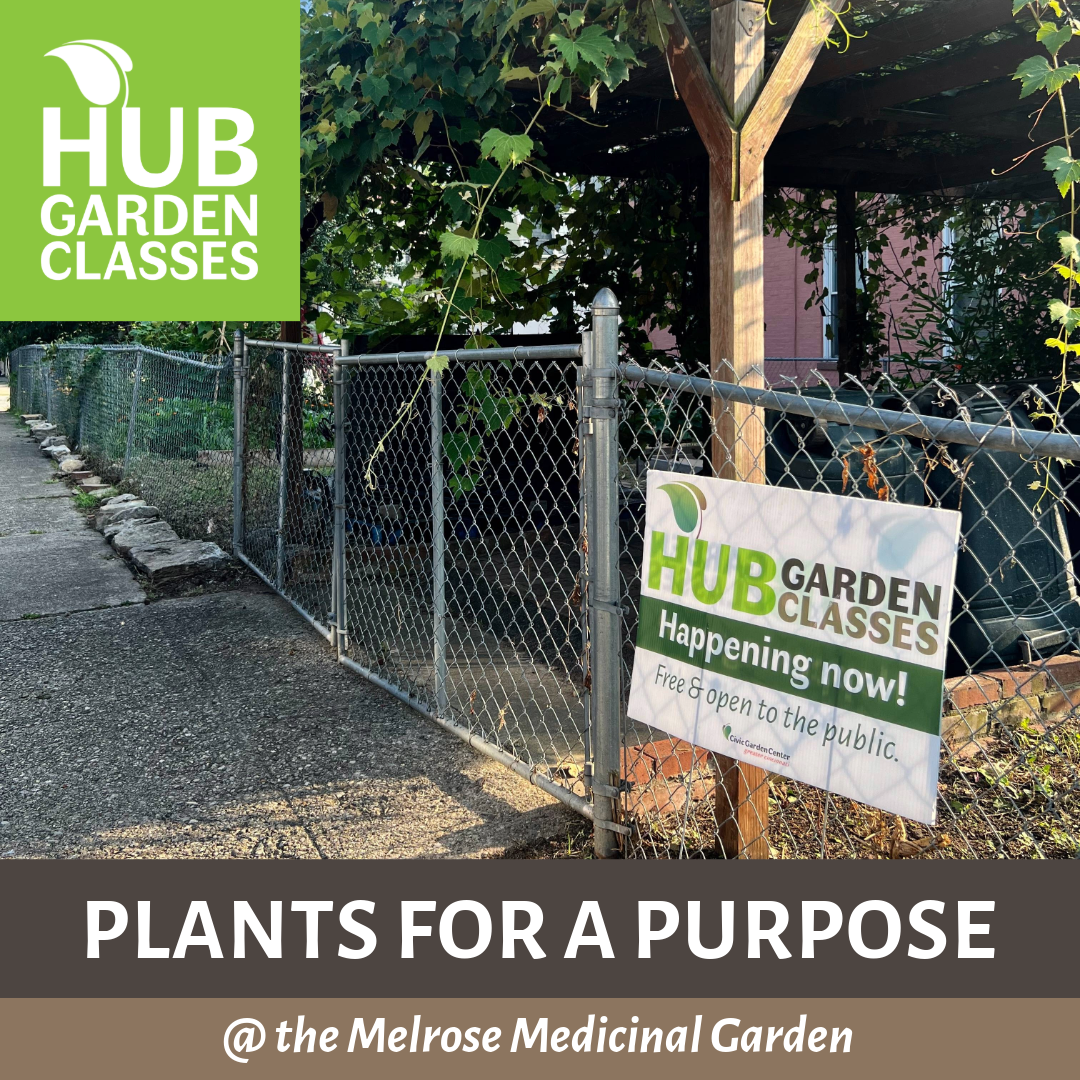 HUB Garden Class: Plants for a Purpose