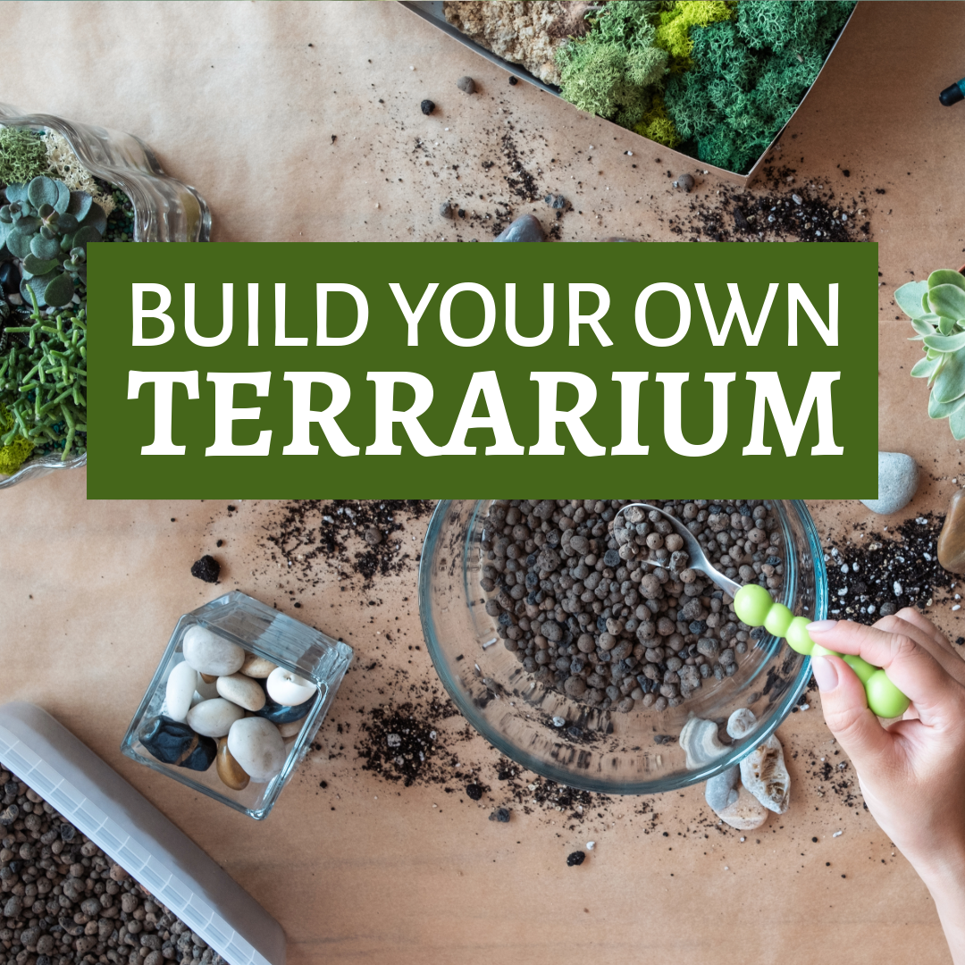 Build Your Own Terrarium